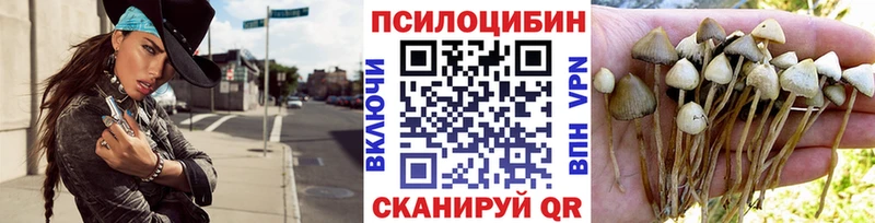 Купить где  Нижнекамск  Галлюциногенные грибы Cubensis 